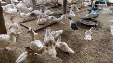 Yerdeki ördek sürüsü, çiftlikteki bir grup yerli ördek, bazıları tepsiden besleniyor, kümes hayvanları ve tarım endüstrisi kavramı.