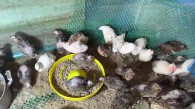 Bir grup genç bıldırcın çiftlikte besleniyor. Kümes hayvanları ve tarım endüstrisi kavramı