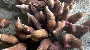 Bir grup kahverengi tavuk, geleneksel bir tavuk kümesinin içinde plastik bir su besleyicisinin etrafında toplandı. Tavuklar, dağınık saman ve doğal tarım atmosferiyle kirli bir zeminde suyu gagalıyor ve içiyorlar.