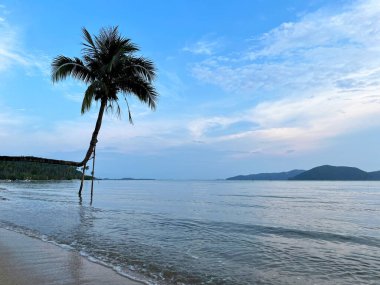 Sakin dalgalar ve mavi gökyüzü ile tropikal bir sahilde eğilmiş hindistan cevizi ağacı huzurlu ve rahatlatıcı bir deniz havası yaratıyor.