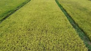Yeşil buğday tarlası, güzel altın pirinç tarlası, tarlalardaki olgunlaşmış tarlalar, çeltik tarlalarındaki pirinç, arkaplanda Görüntü Paddy pirinç tarlası, tarlalardaki olgun pirinç, çeltik tarlaları.