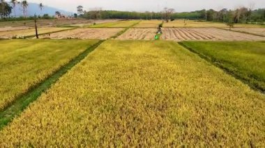 Yeşil buğday tarlası, güzel altın pirinç tarlası, tarlalardaki olgunlaşmış tarlalar, çeltik tarlalarındaki pirinç, arkaplanda Görüntü Paddy pirinç tarlası, tarlalardaki olgun pirinç, çeltik tarlaları.