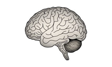 Bir insan beyninin basit bir çizim ya da çizgi sanat tarzı, serebrum, zeka, hafıza, öğrenme, psikoloji, nöroloji, tıp, eğitim, insan beyni illüstrasyonunda resmedilmiş bir tasviri.