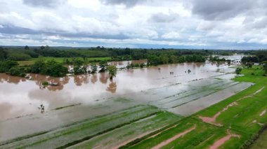 Şiddetli yağış sonrası pirinç tarlalarında geniş su baskınları görüntüleniyor. Su tüm araziye yayılır, bulutlu gökyüzünü yansıtır ve kırsal tarım arazilerine ekinleri batırır.