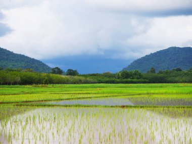 Yeşil buğday tarlası, olgun pirinç tarlası, güzel altın pirinç tarlası ve pirinç kulağı, tarlalarda olgun pirinç tarlaları, çeltik tarlasında pirinç, sabah arkaplanda Görüntü Paddy pirinç tarlası.