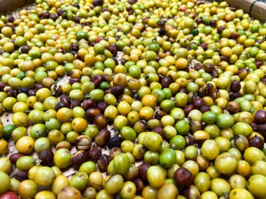 Kuruması için bambu tepsisine serpilmiş taze kahve kirazları, doğal işleme, tarım ve organik çiftçiliği gösteriyor.