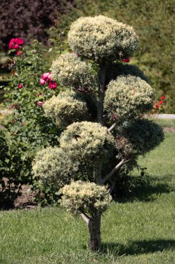Şehir Parkı. Alışılmadık budanmış ağaç. Bahçe Tasarımı
