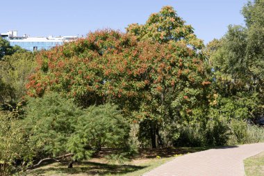 Parkın sonbahar manzarası. Güzel Çiçek Ağacı