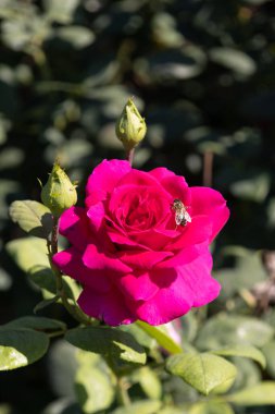 Çiçek. Gül. Arı. Kırmızı Çiçekli Arı Gülü