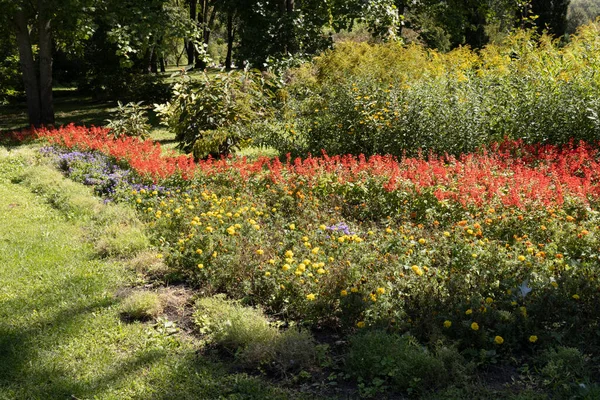 Miejski Park Kwiaty Dzikie Kwiaty Projektowanie Ogrodów — Zdjęcie stockowe