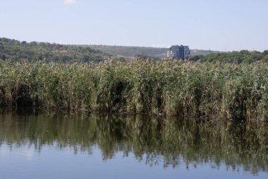 Göl kıyısında bir Reed.