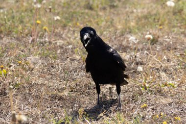 A Black Crow in a City Park clipart