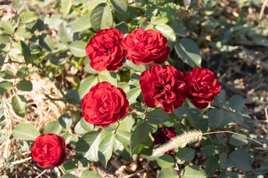 Şehir Parkı. Çiçekler. Gül. Çiçekli Gül