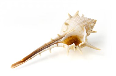 Beyaz arkaplanda deniz kabukları ve kabuklar