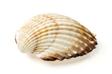 Beyaz arkaplanda deniz kabukları ve kabuklar