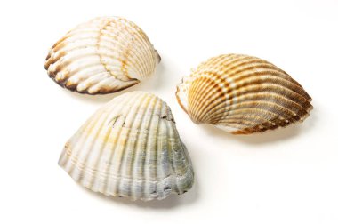 Beyaz arkaplanda deniz kabukları ve kabuklar