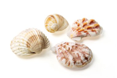 Beyaz arkaplanda deniz kabukları ve kabuklar
