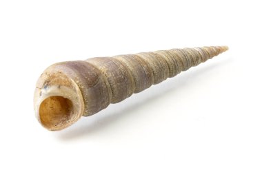 Beyaz arkaplanda deniz kabukları ve kabuklar