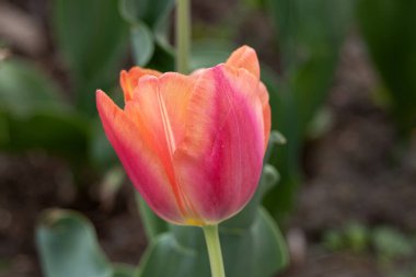 Çiçek. Lale Pembe Elmas çiçek soğanları