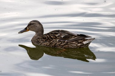 Yaban ördeği. Vahşi ördek. Kadın.