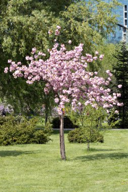 Kiraz çiçekleri. Sacura. Prunus serrulata 