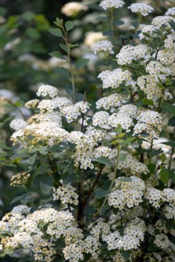 Spiraea thunbergii. Çiçek açan bitki.