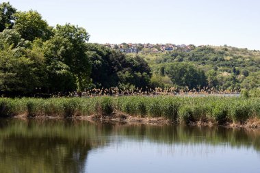 Gölün kıyısında. Sazlıklar
