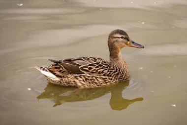 Gölde yüzen yaban ördeği