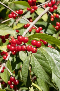 Sonbaharda Bush Hanımeli 'nin Kırmızı Böğürtlenleri