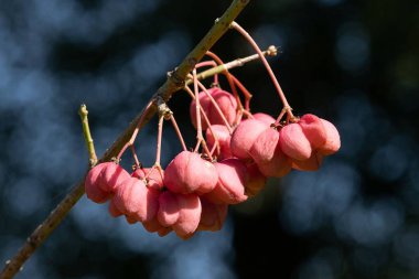 Spindle Bush 'ta çiçekler. Avrupa Spindle 'ı. Euonymus Europaeus