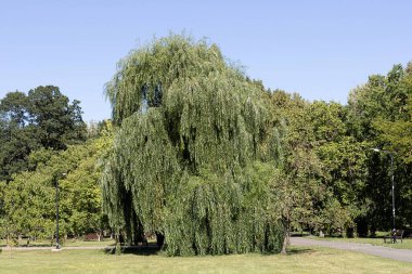 parkta ağlayan söğüt ağacı