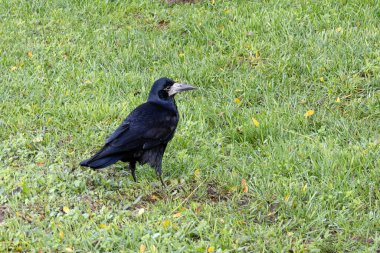 Çaylak Kuş. Corvus Frugilegus. Corvidae Ailesi