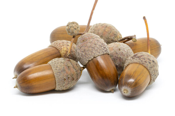 A Few Acorns on a White Background