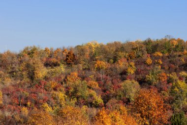 Sonbahar Ormanı. Sonbahar yaprakları. Çok renkli ağaçlar
