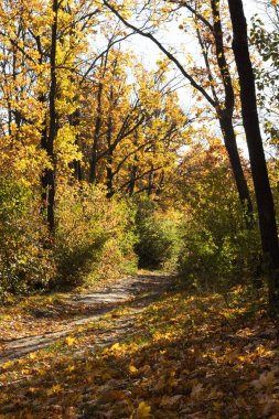 Sonbahar Ormanı. Hiçliğe giden bir yol