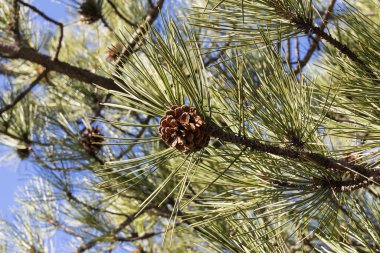 Pinus ponderosa. Ponderosa çamı. Boğa çamı. Blackjack çamı. Batı sarı çam ağacı. Filipinler çamı
