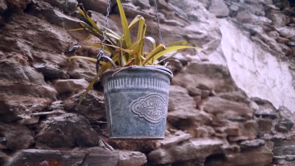 Εκλεκτής Ποιότητας Γοητεία Κρεμαστό Φυτό Ένα Antique Metal Cube Χορεύοντας — Αρχείο Βίντεο