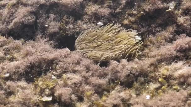 地中海 スペイン カダケで記録された一般的なシーアネモネ 海の波と泡 高品質4K映像 — ストック動画