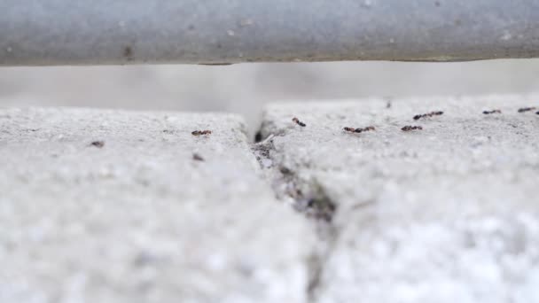 Παρατηρώντας Μυρμήγκια Πυρκαγιάς Υπαίθριες Δραστηριότητες Υψηλής Ποιότητας Πλάνα — Αρχείο Βίντεο