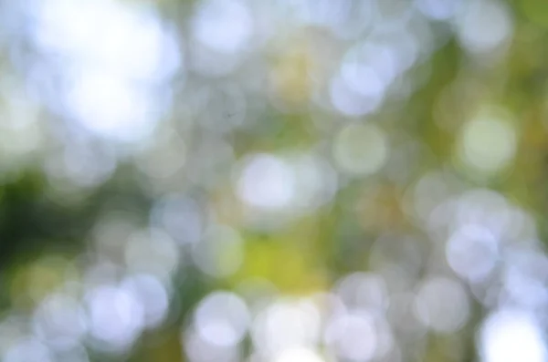 stock image Natural bokeh blured photo natural green trees background.