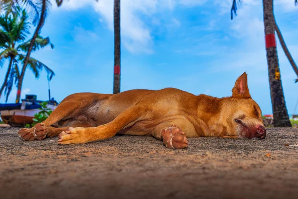 Stray dog in deep sleep on a cool breezy beach