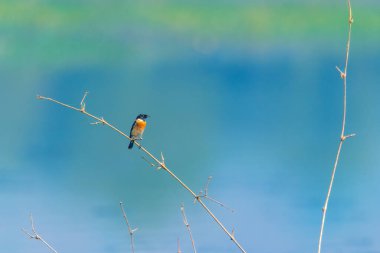 Güzel bir gölün arka planında bir dalda küçük güzel bir kuş