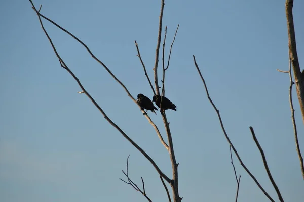Vögel Auf Dem Baum — Stockfoto