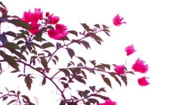 Pembe çiçek bahçede çiçek açan.