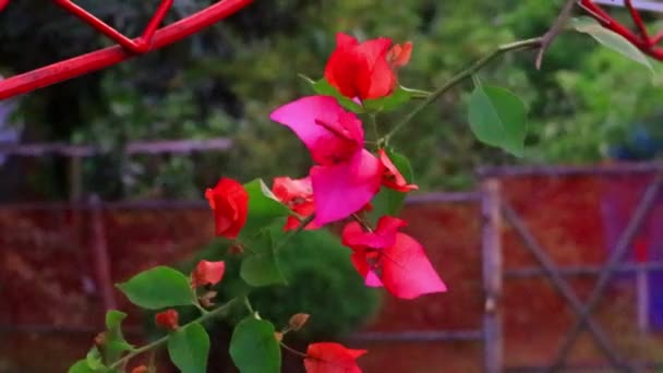 Κόκκινο Και Ροζ Λουλούδι Που Κινείται Από Ροή Του Αέρα — Αρχείο Βίντεο
