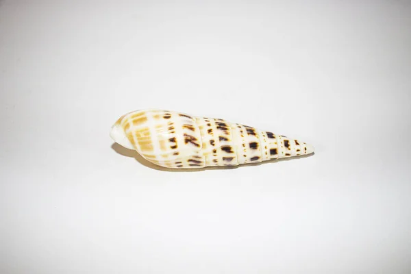 一只贝壳优雅地躺在原始的白色背景上 这只精美弯曲 图案复杂的贝壳展现出了迷人的自然艺术风格 — 图库照片