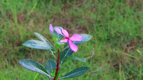 Różowy Kwiat Tańczy Przez Przepływ Powietrza Deszczu — Wideo stockowe