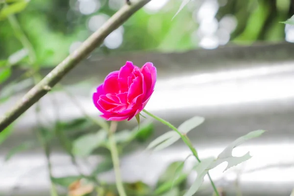 Cette Photo Une Rose Sur Fond Vert Capture Beauté Délicatesse — Photo