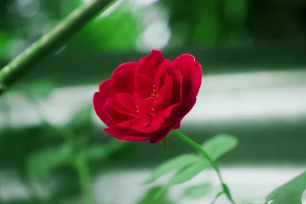 Dieses Nahaufnahme Foto Einer Roten Rose Vor Grünem Hintergrund Fängt — Stockfoto