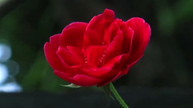 The composition of the video is expertly framed, ensuring the rose remains the focal point throughout the footage.